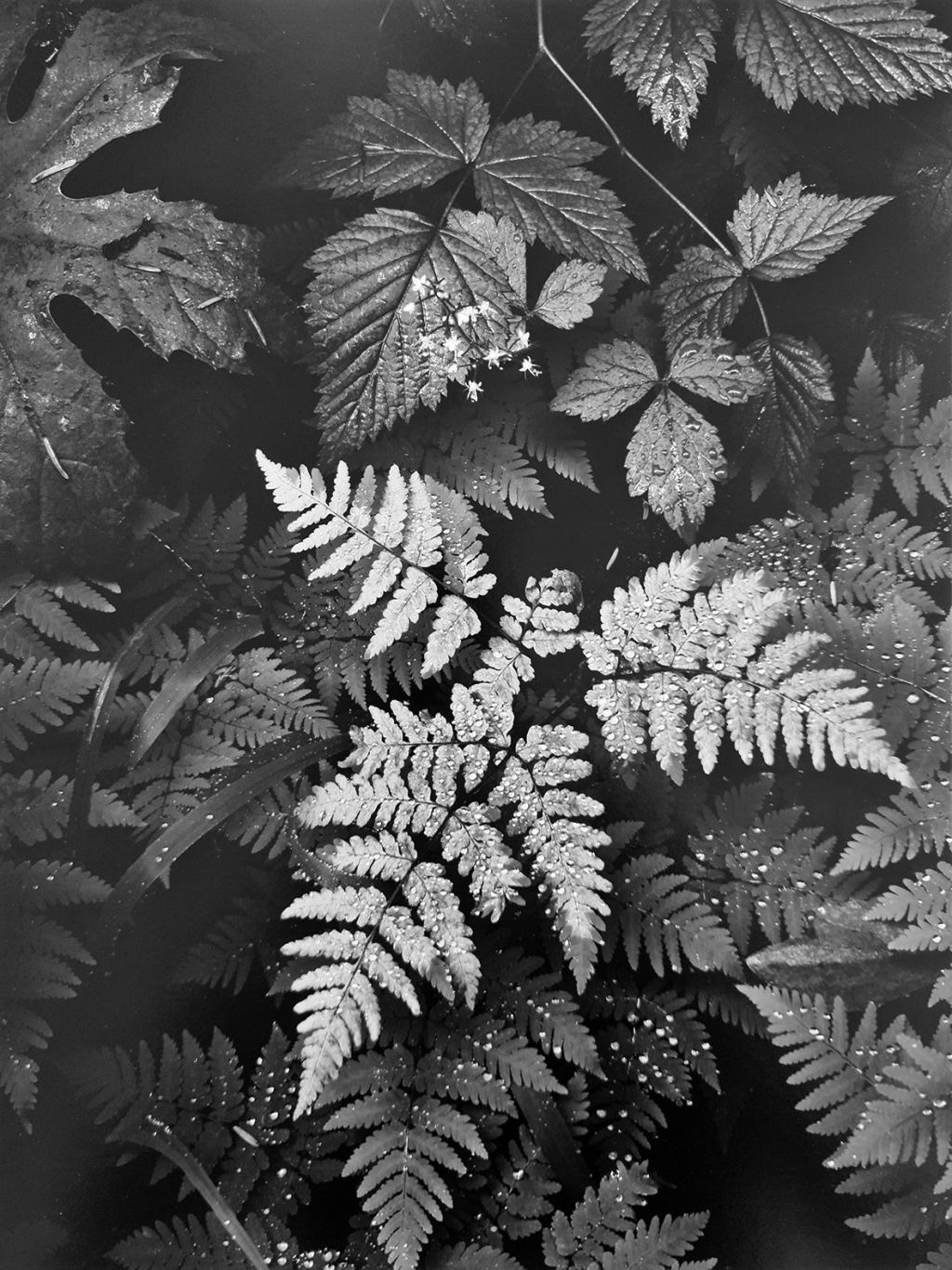 "Leaves" (1942) von Ansel Adams, © Ansel Adams Publishing Rights Trust